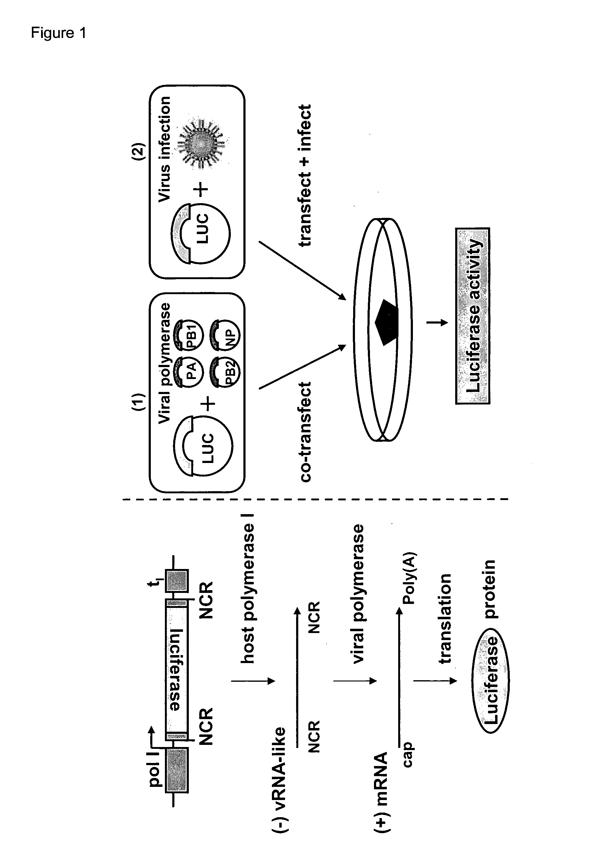 Reverse genetics using non-endogenous pol i promoters