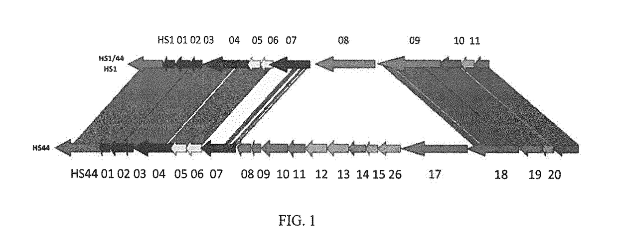 Immunogenic composition against <i>Campylobacter jejuni</i>