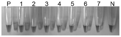 A detection target pcin100006 of Phytophthora camphora and its special detection primer and rapid detection method