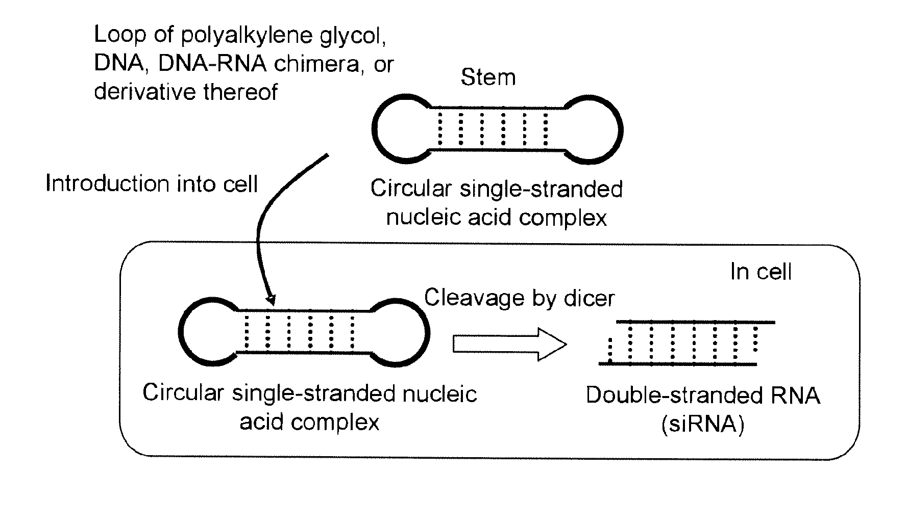 Cycle single-stranded nucleic acid complex and method for producing the same