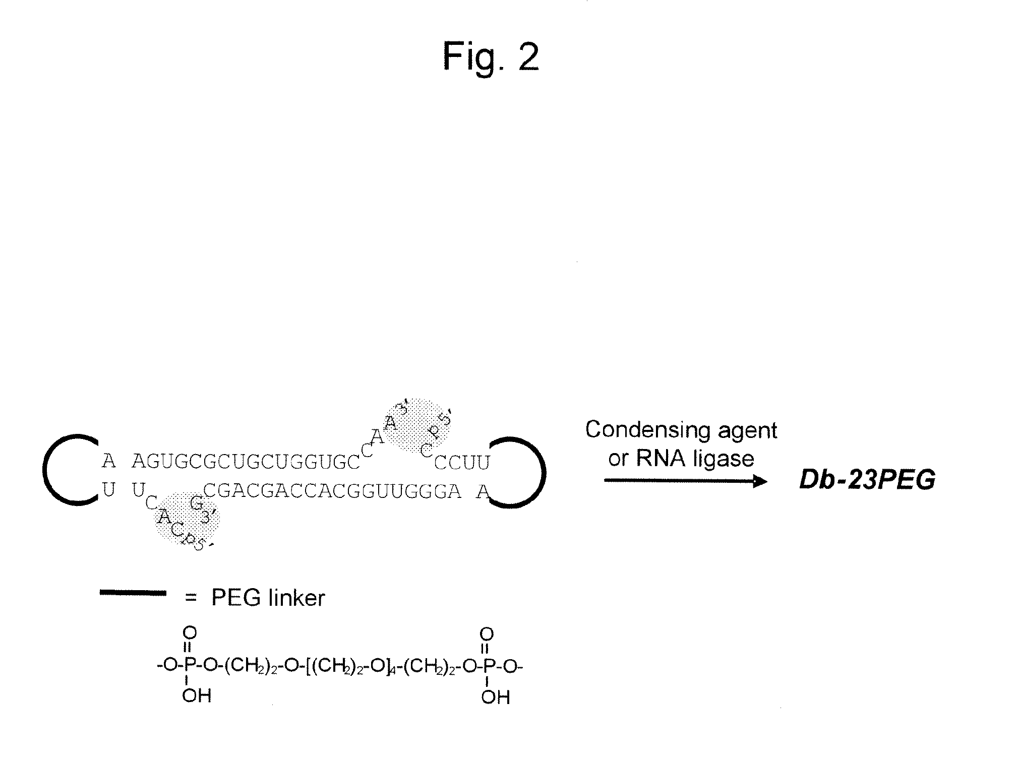 Cycle single-stranded nucleic acid complex and method for producing the same