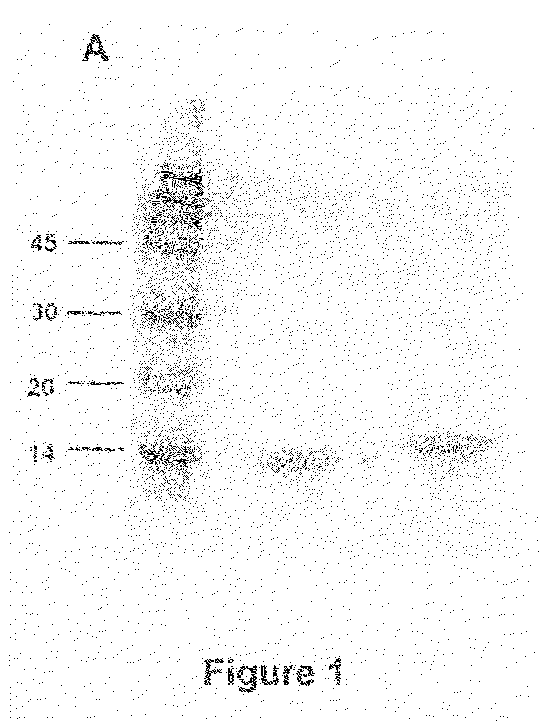 Agents and methods based on the use of the eda domian of fibronectin