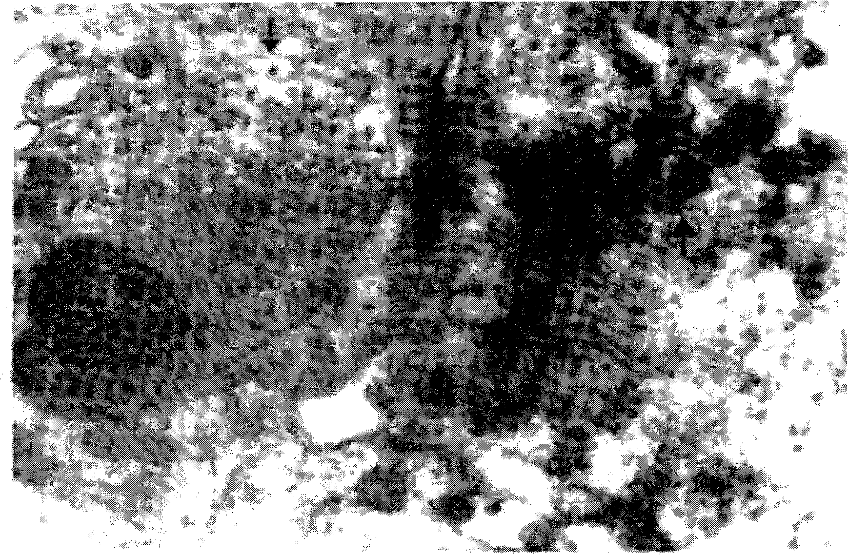 Freeze-drying hepatitis A varicella attenuation combined vaccine and producing method thereof