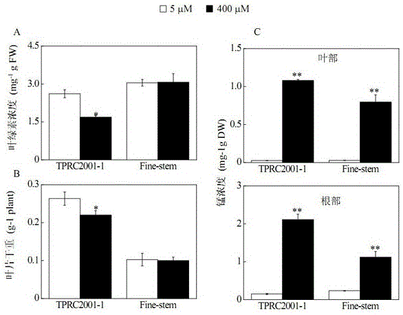 Cloning and application of an important gene shmdh1 for tolerance to manganese toxicity in plants