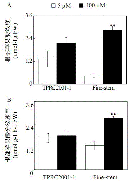 Cloning and application of an important gene shmdh1 for tolerance to manganese toxicity in plants