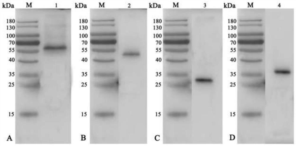 Colloidal gold detection test strip for detecting Brucella antigen by sandwich method