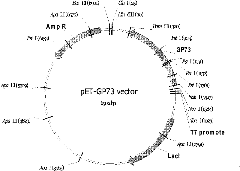 Monoclonal antibody against GP73 protein, preparation method and application thereof