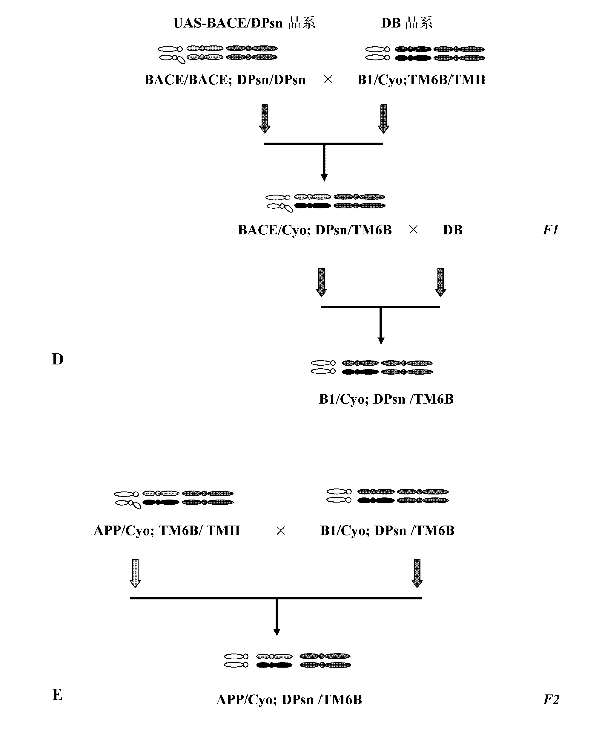 Anti-Alzheimer's Transgenic Drosophila Model and Its Application in Drug Screening