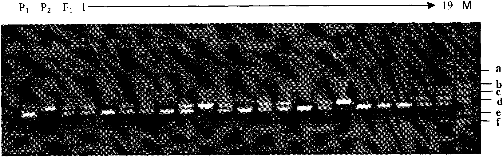 Function labeling development of wide compatibility gene S5&lt;n&gt;