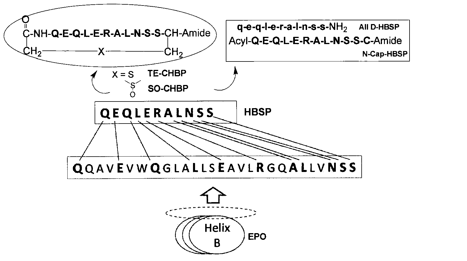 Polypeptide having kidney protection effect, and application thereof