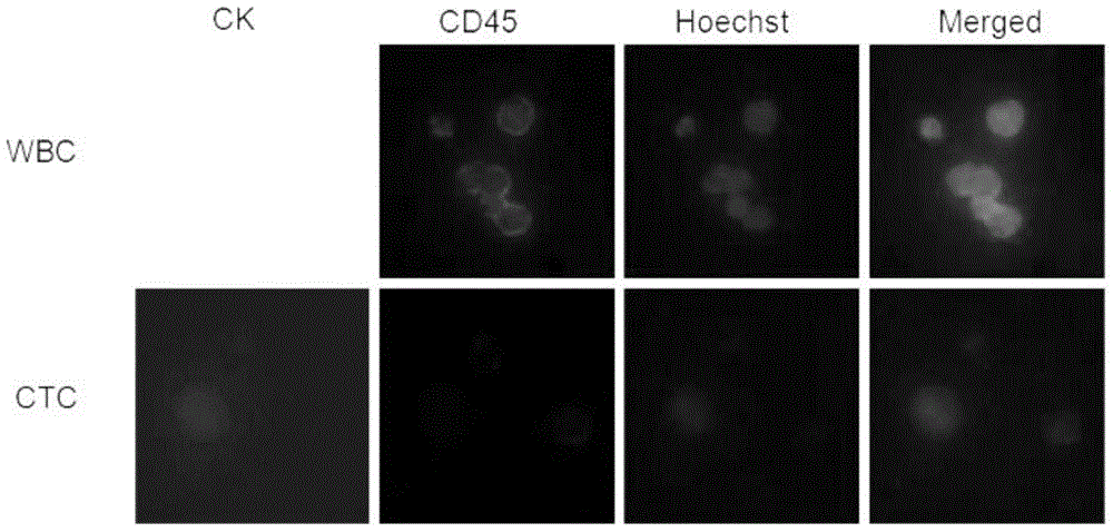 Circulating tumor cell separating and enriching device on basis of closed loops