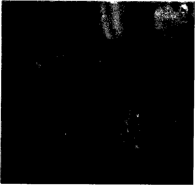 Method for preparing alpha semi-hydrated gypsum pulp and plaster products by desulphurizing gypsum