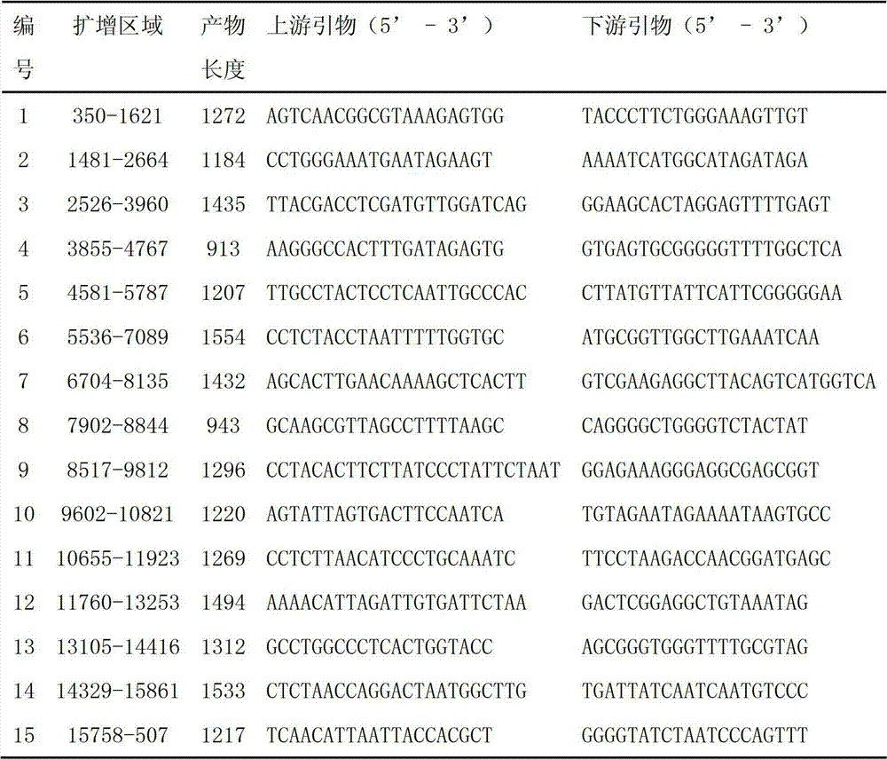 Amplimer of large yellow croaker mitochondrion complete genome sequence and application thereof