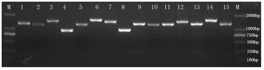 Amplimer of large yellow croaker mitochondrion complete genome sequence and application thereof