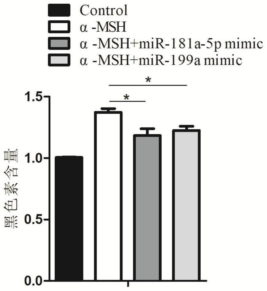 Use of micro RNAs in skin-whitening and caring product