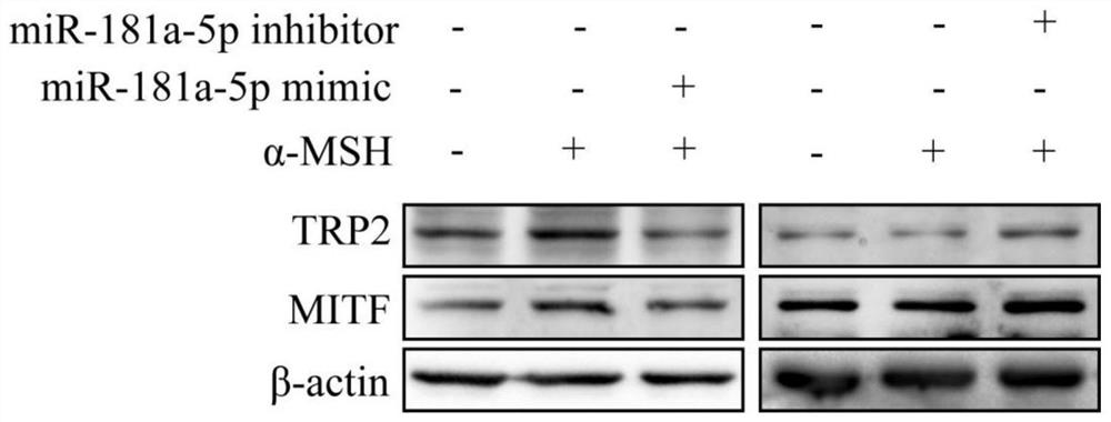 Use of micro RNAs in skin-whitening and caring product