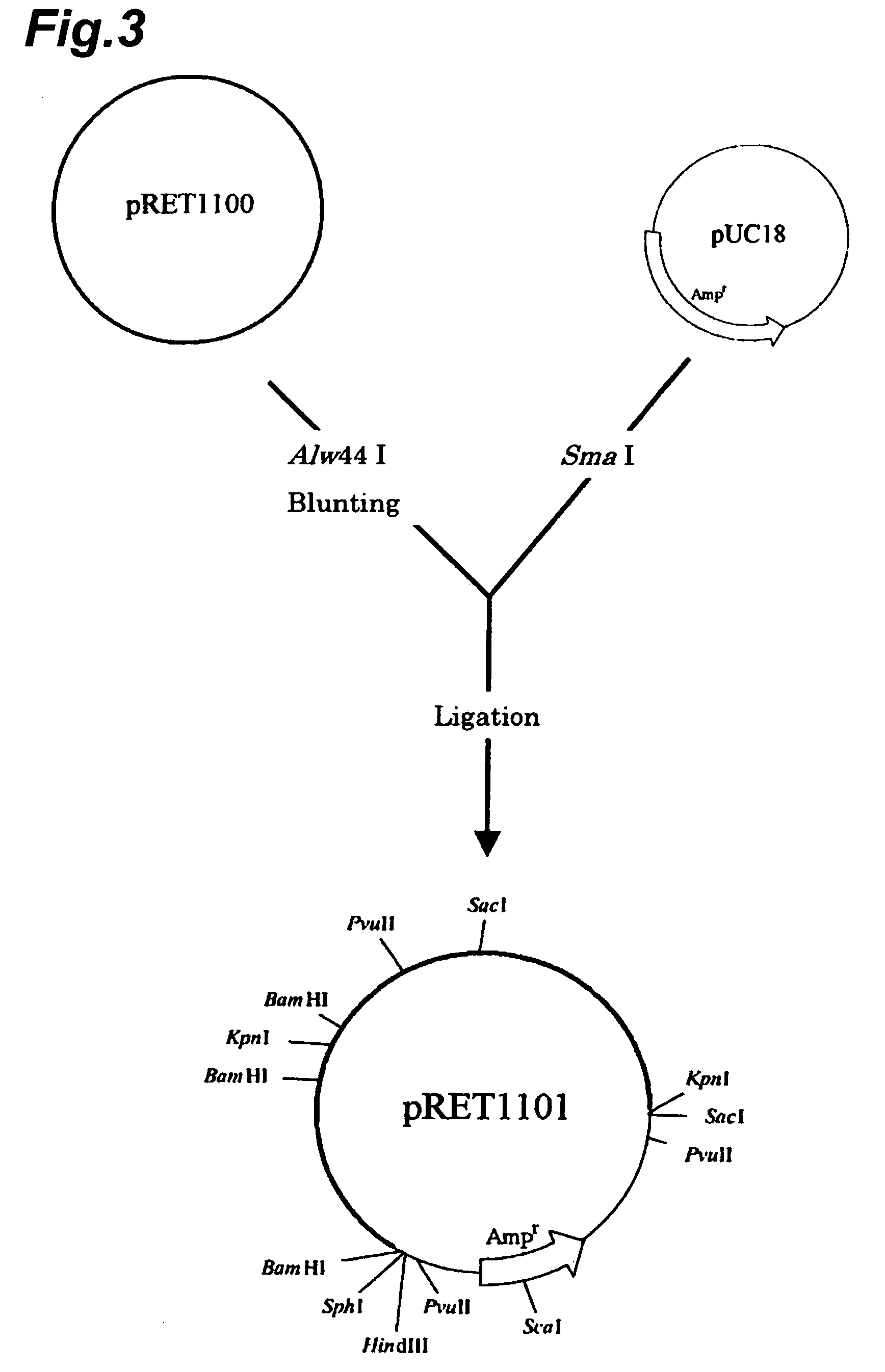 Plasmids and utilization thereof