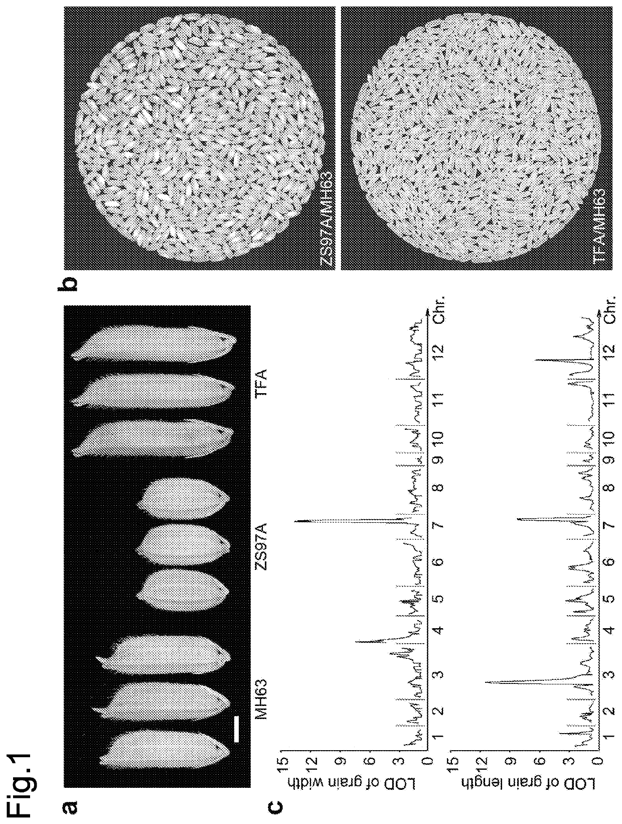 Rice plants with altered seed phenotype and quality