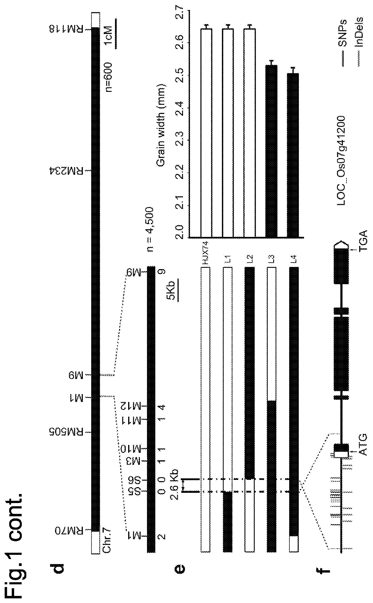 Rice plants with altered seed phenotype and quality