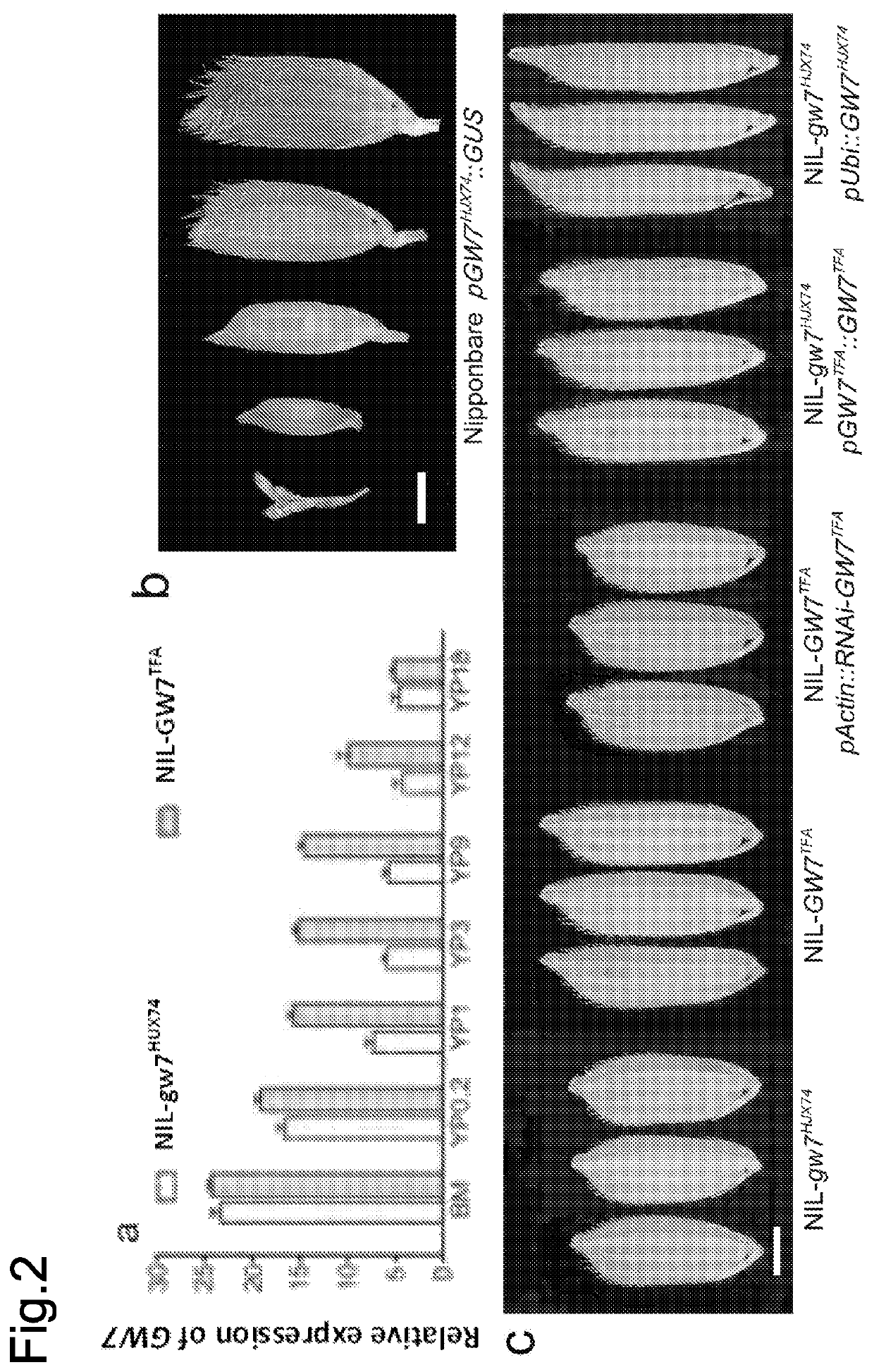 Rice plants with altered seed phenotype and quality