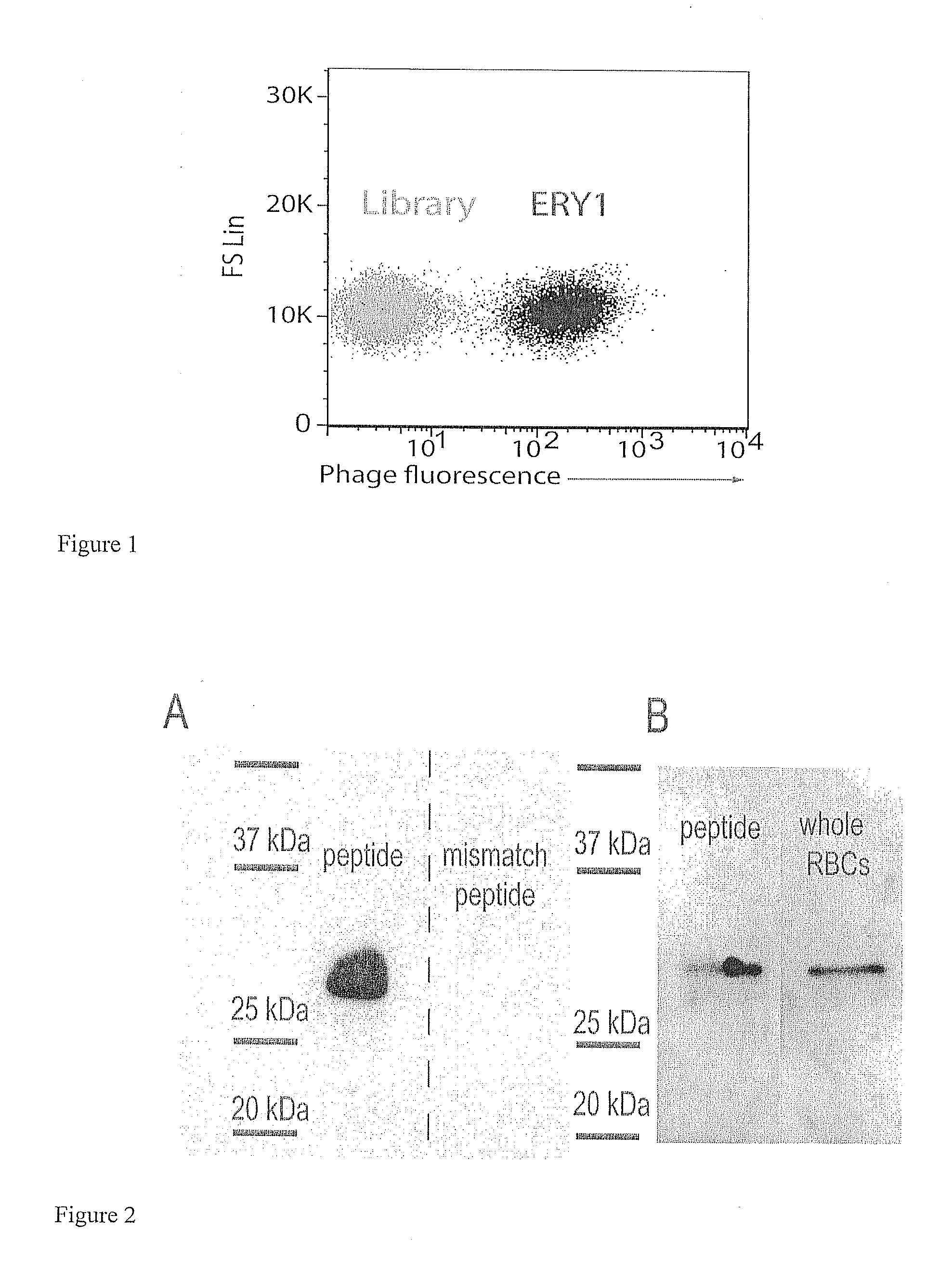 Erythrocyte-binding therapeutics