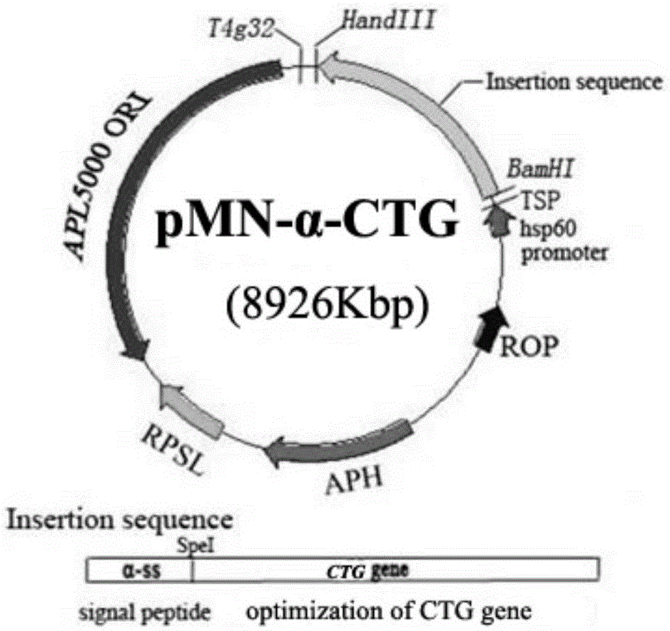 Recombinant bcg live bacterial strain expressing and secreting Staphylococcus aureus enterotoxin protein, live bacterial vaccine and its construction method and application