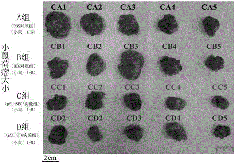 Recombinant bcg live bacterial strain expressing and secreting Staphylococcus aureus enterotoxin protein, live bacterial vaccine and its construction method and application