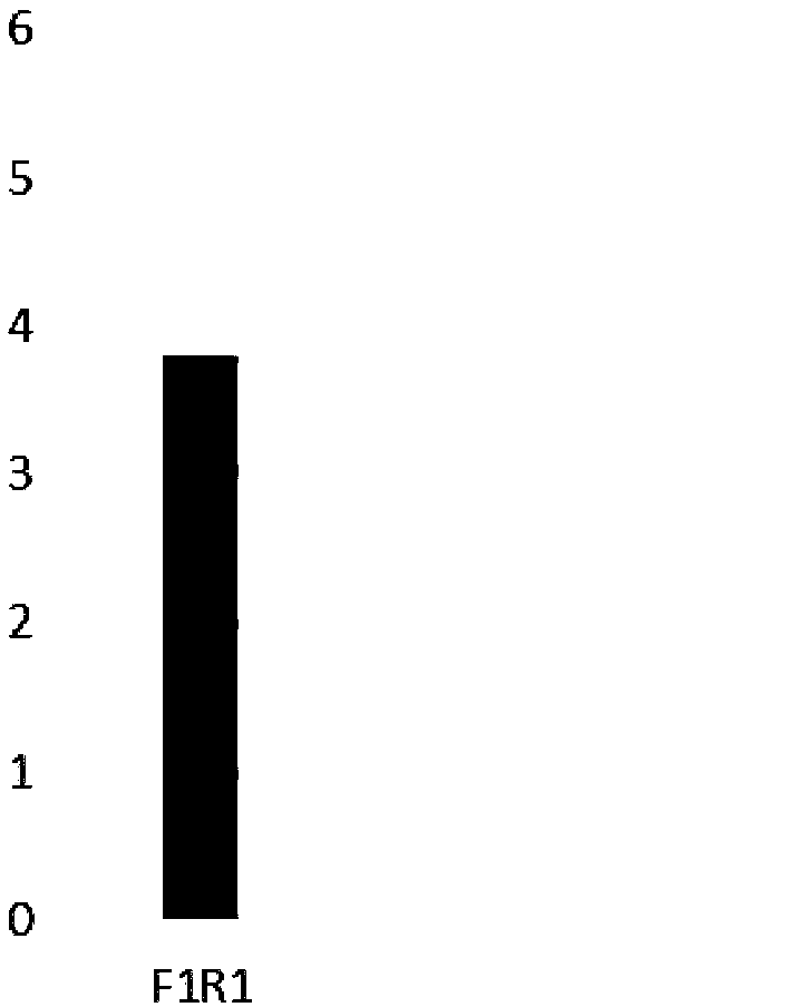 Primer and kit for identifying Brucella gene-deleted vaccine and naturally-infected strain based on RPA (recombinase polymerase amplification) method and application thereof