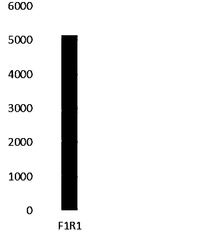 Primer and kit for identifying Brucella gene-deleted vaccine and naturally-infected strain based on RPA (recombinase polymerase amplification) method and application thereof