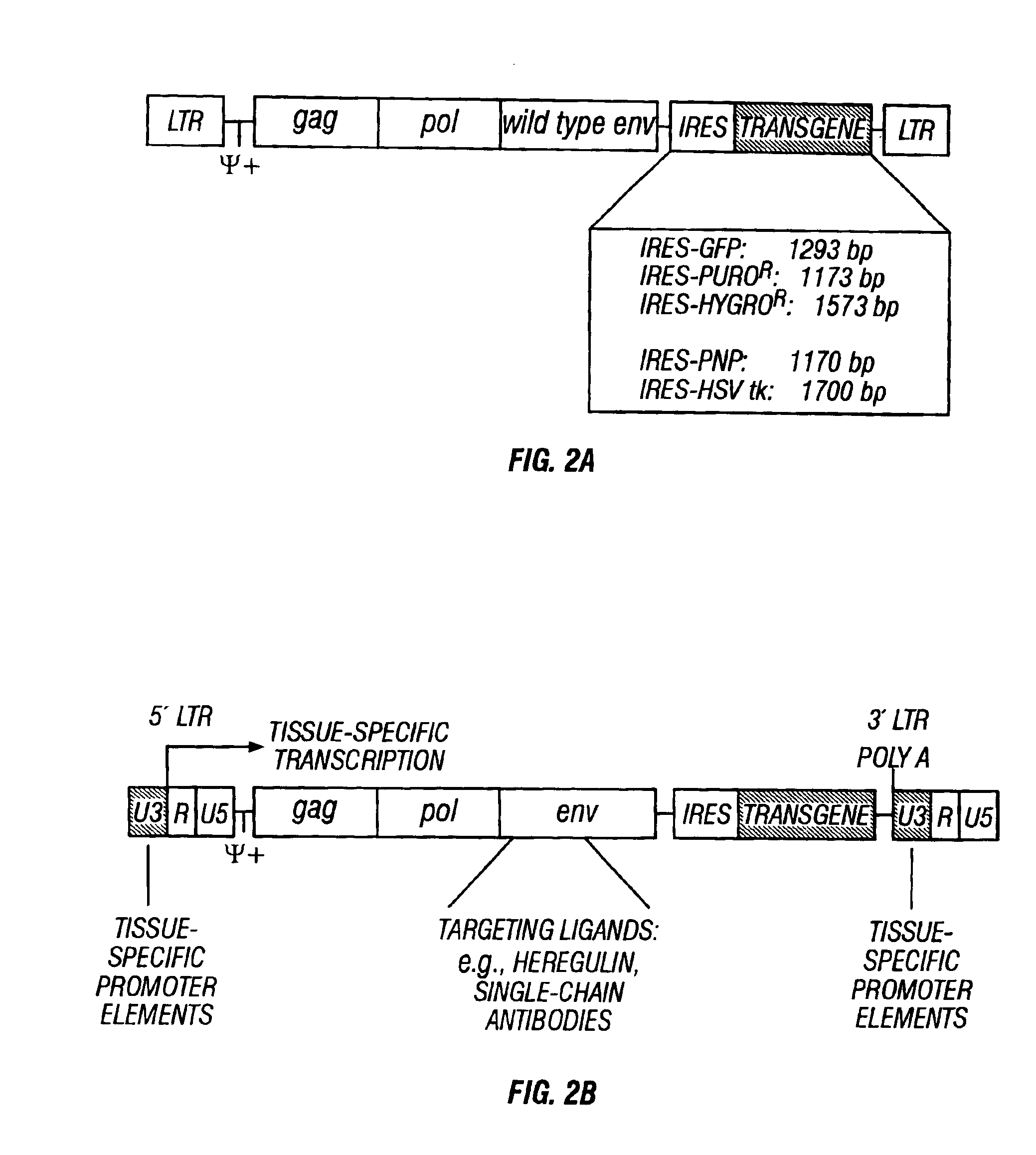 Gene delivery system and methods of use