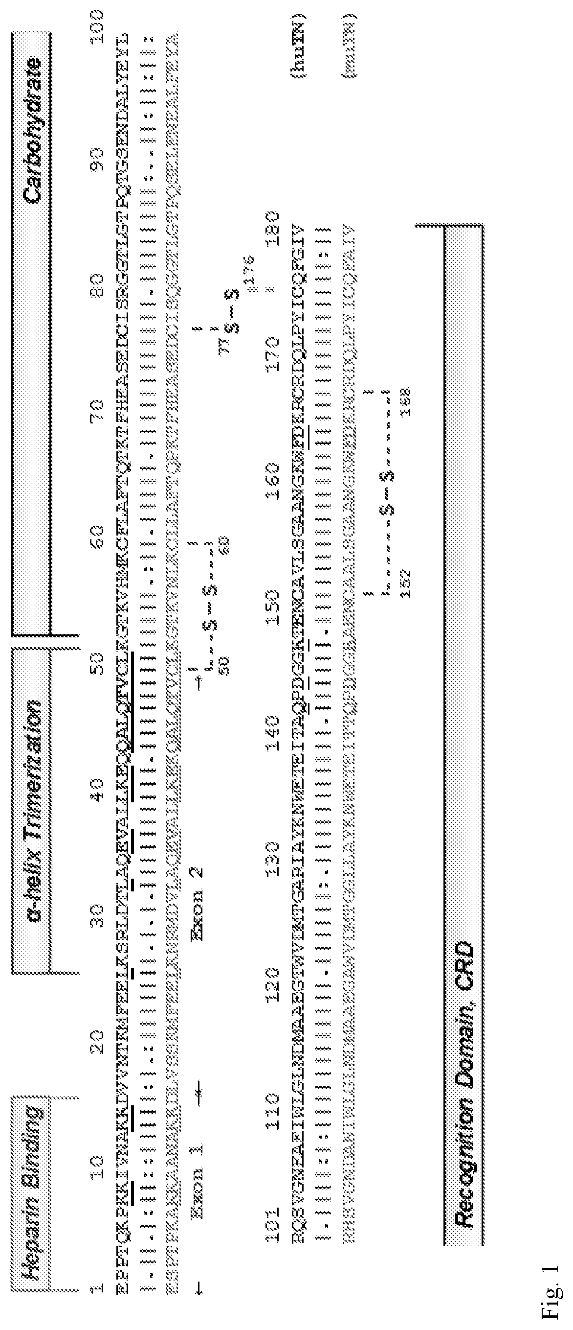 Use of tetranectin and peptide agonists to treat inflammatory diseases