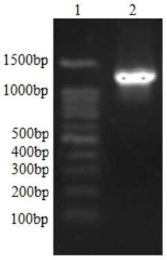 Single domain antibody and its coding gene, immunotoxin and its coding gene, preparation method, expression vector, application, and host cell