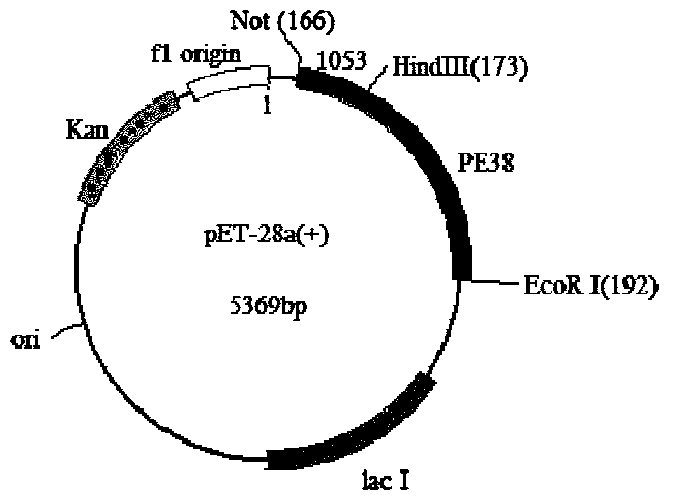 Single domain antibody and its coding gene, immunotoxin and its coding gene, preparation method, expression vector, application, and host cell