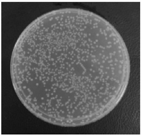 A method for infrared degradation of marine sulfated polysaccharides