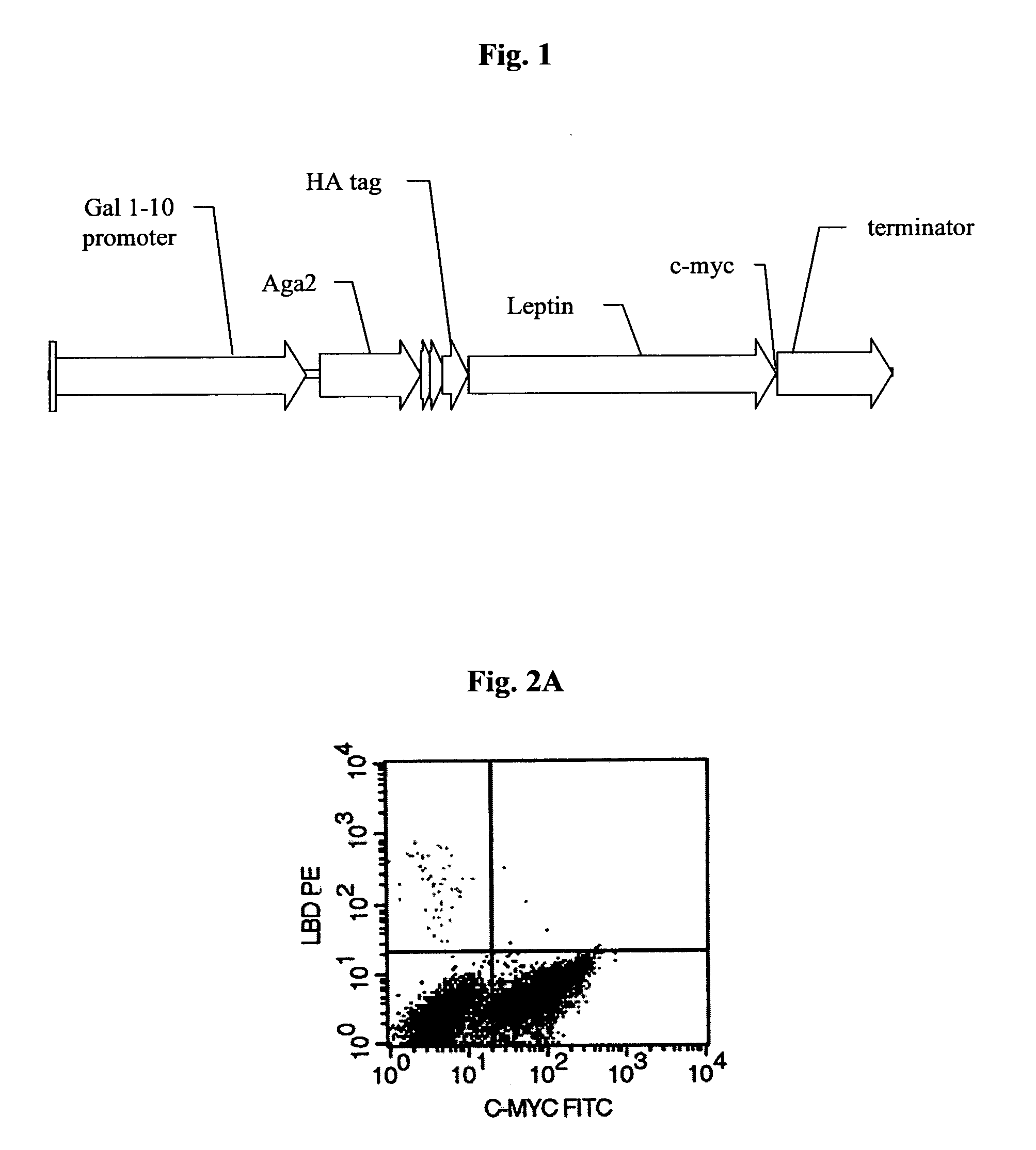 High affinity leptins and leptin antagonists