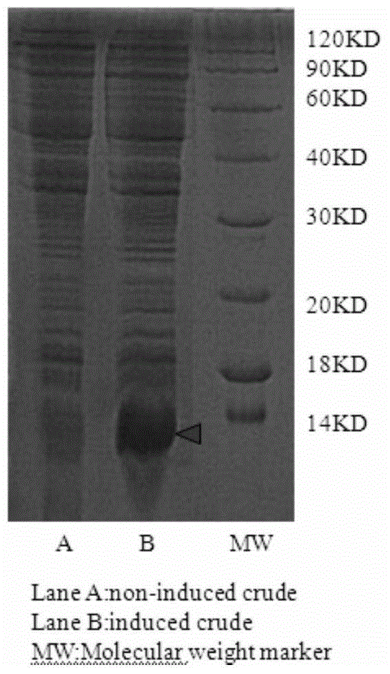 New application of S100 calcium binding protein A8 in preparation of airway smooth muscle dilating medicine