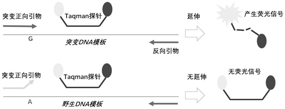 Human venous thrombosis risk gene polymorphism detection kit, process and application