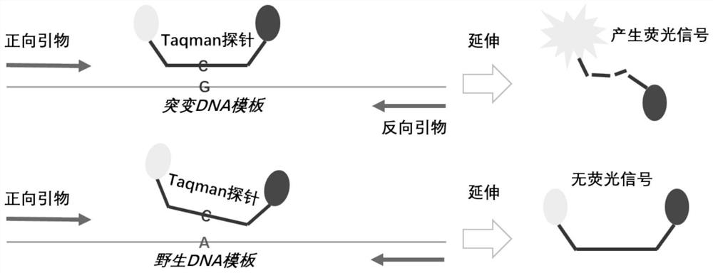 Human venous thrombosis risk gene polymorphism detection kit, process and application