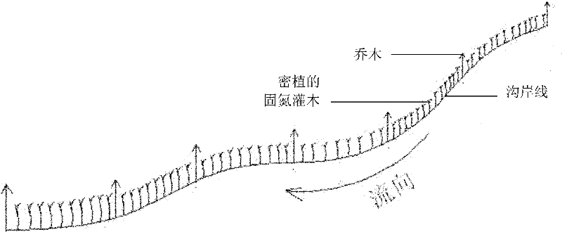 Silt retaining and consolidating method for use in debris flow gully ecological engineering and use thereof