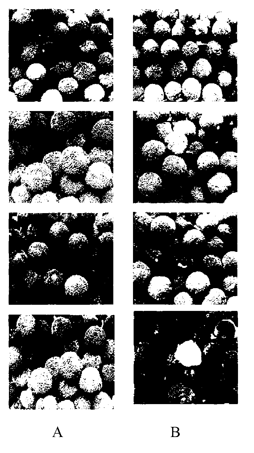 Application of seaweed oligosaccharide in fruit preservative preparation and method thereof