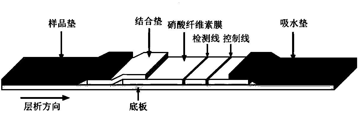 Magnetic bead immunochromatographic test strip for quickly detecting tropomyosin and application thereof