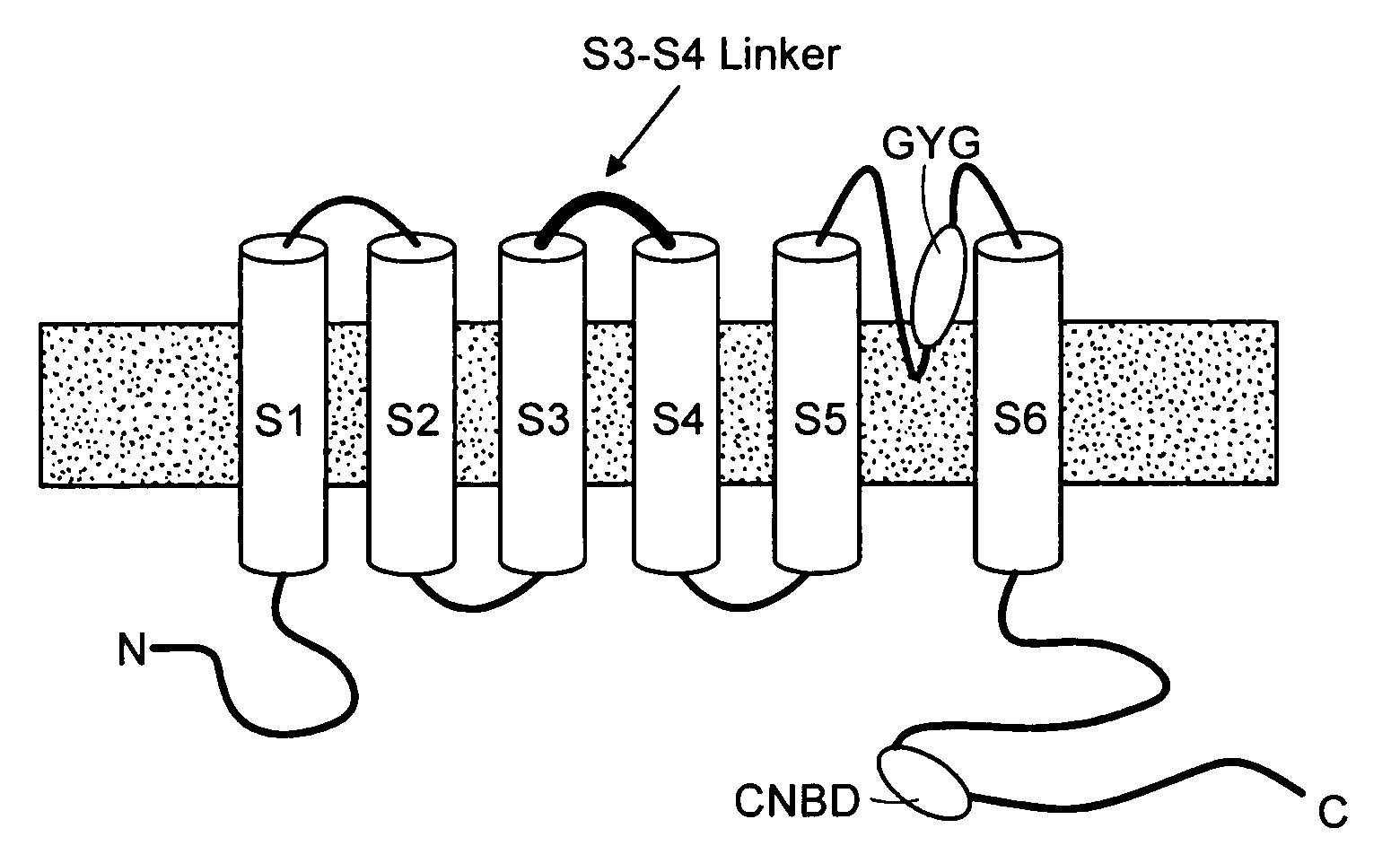 Modulation of bio-electrical rhythms via a novel engineering approach