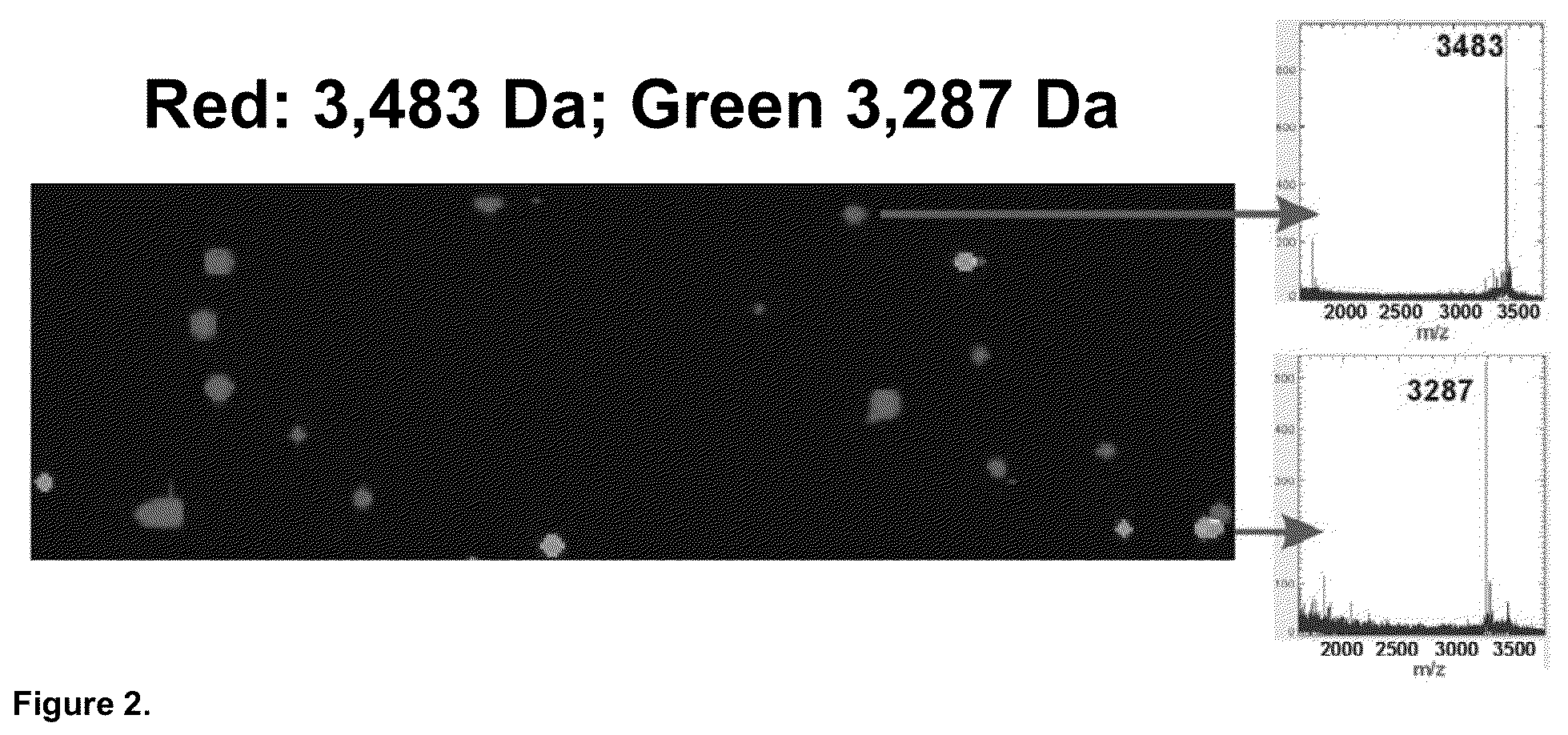 Global Proteomic Screening Of Random Bead Arrays Using Mass Spectrometry Imaging