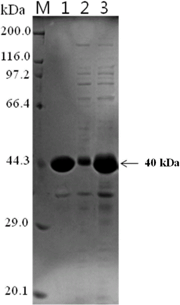 Colon targeting recombinant toxin as well as preparation method and application thereof