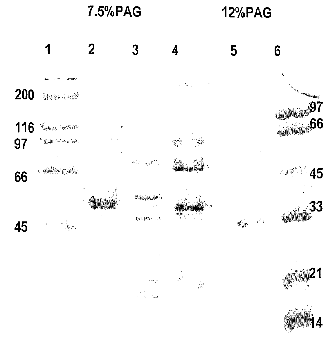 Endo-N-Acetyl-Beta-D-Glucosaminidase Enzymes of Filamentous Fungi