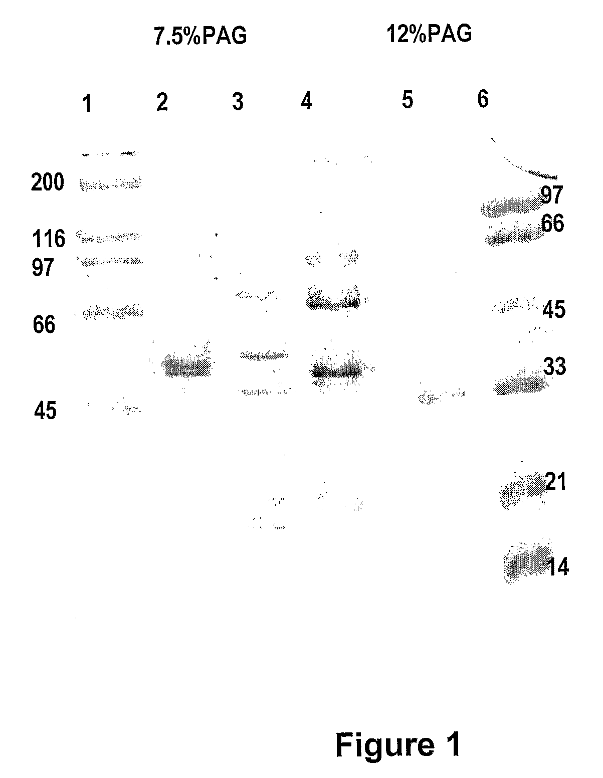 Endo-N-Acetyl-Beta-D-Glucosaminidase Enzymes of Filamentous Fungi