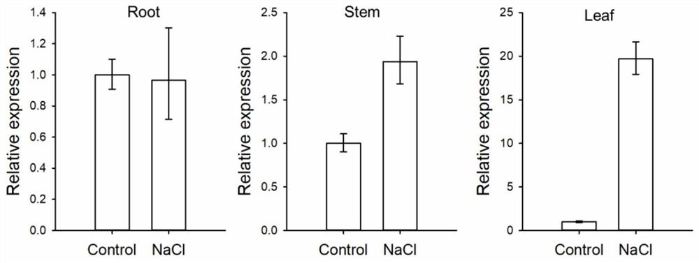 Dendrobium officinale salt induced promoter proDoMYB75 and application thereof