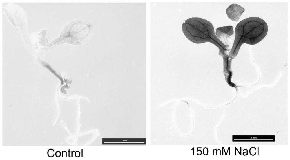 Dendrobium officinale salt induced promoter proDoMYB75 and application thereof