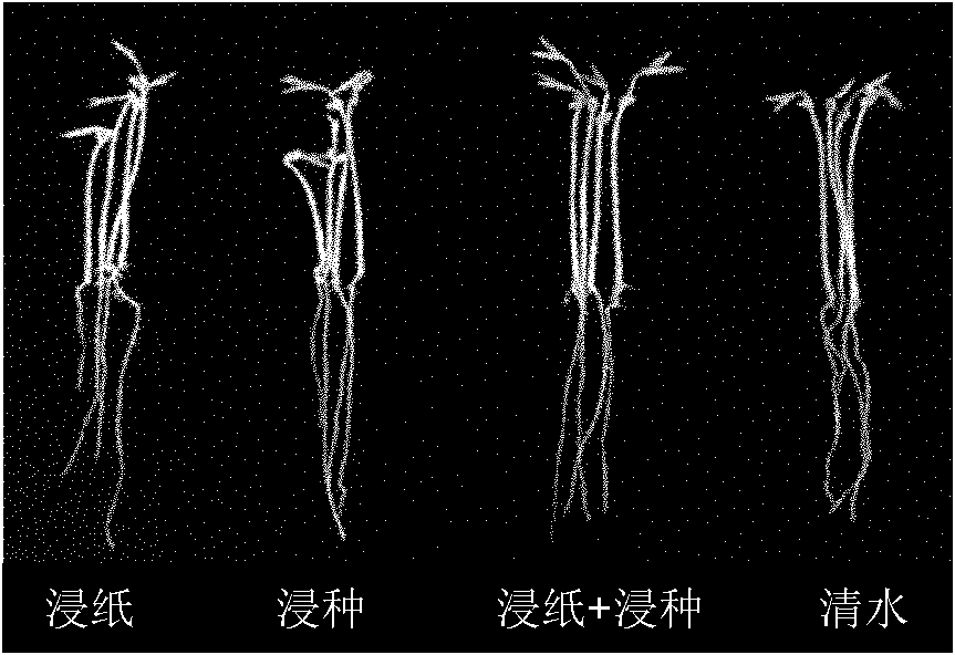 Method of detecting growth promoting effect of plant rhizosphere growth promoting bacteria