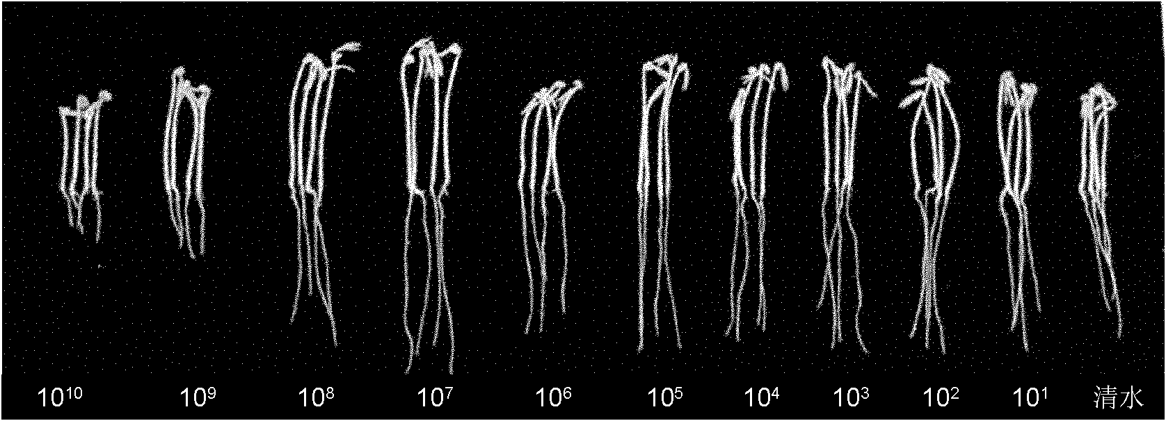 Method of detecting growth promoting effect of plant rhizosphere growth promoting bacteria